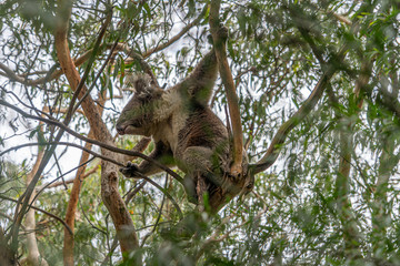 Close up of Koala moving in trees along the great ocean road Victoria Australia