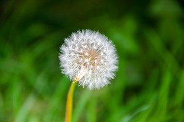 Graines de pissenlit