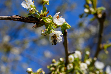 Kirschblüten vor azurblauem Himmerl