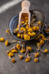 dry dried flower bud heads Tussilago farfara coltsfoot close up of styled studio shot alternative remedy medical tea ingredience 