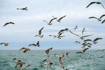 Different types of seagulls in the sky. Birds fly behind a fishing boat. Animals catch small fish. Black Sea. Spring, day, overcast.
