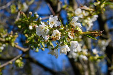 Kirschblüten vor azurblauem Himmerl