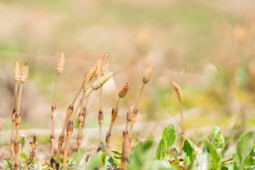 Fototapeta premium つくし