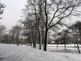 Winterscape