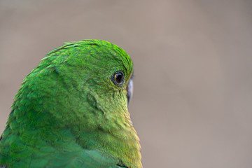 Close up macro shot of female king parrot head shot showing eye reflections and green yellow and red plumage and feathers