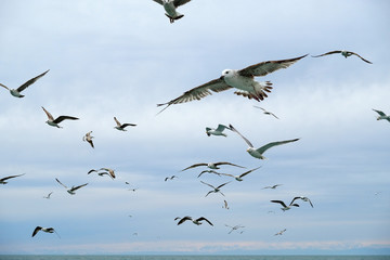 Different types of seagulls in the sky. Birds fly behind a fishing boat. Animals catch small fish. Black Sea. Spring, day, overcast.
