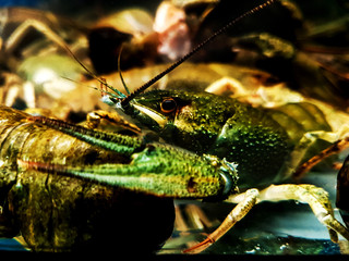 close up. blue crayfish in the river aquarium.