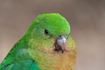 Close up macro shot of female king parrot head shot showing eye reflections and green yellow and red plumage and feathers
