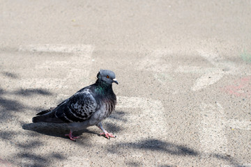 Dove is walking along the road