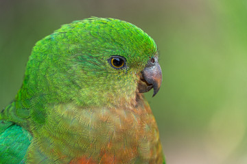 Close up macro shot of female king parrot head shot showing eye reflections and green yellow and red plumage and feathers