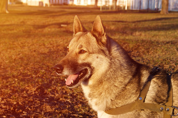 Siberian husky dog portrait in a city park. Pet