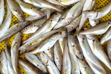 Fish on the deck of a fishing boat. Small, commercial fish, pulled by a trawl from the sea. Different types, requires sorting. Spring, day, overcast. Black Sea, Georgia.