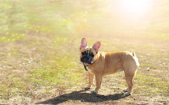 Young french bulldog puppy at walk on the sunny spring day beautiful portrait. Spring mood lifestyle picture. Pet love