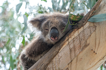 Close up of Koala sleeping in tree focusing on head eyes and ears into sunlight backlight