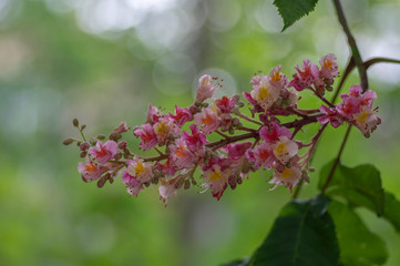 Aesculus carnea pavia red horse-chestnut flowers in bloom, bright pink flowering ornamental tree