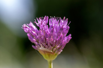 Allium hollandicum flowering springtime plant, group of purple persian ornamental onion flowers in bloom