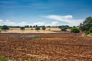 Panoramic view of the Apulian countryside, with centuries-old olive trees, in Italy.