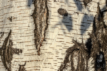 birch bark closeup as texture and background