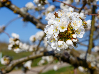Kirschblüte in Wiesbaden-Frauenstein. 06.04.2020.