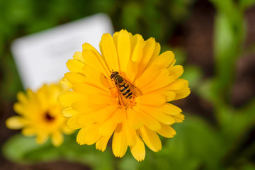 gelbe Blume mit Biene