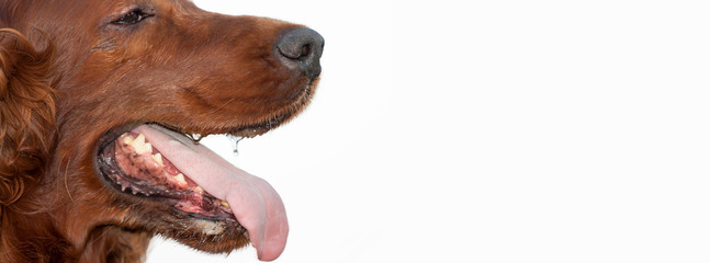 Drooling salivating panting dog mouth, web banner on white background, isolated. Copy space.