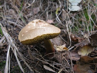 Mushroom
