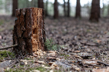 old tree stump