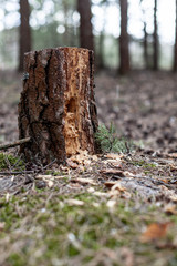 old tree stump