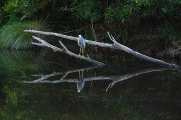 Australian Heron perched on fallen tree in river at twilight with full body reflection in water