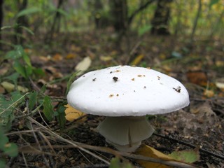 Mushroom