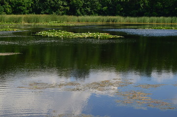 the lake with lilies