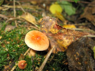 Mushroom