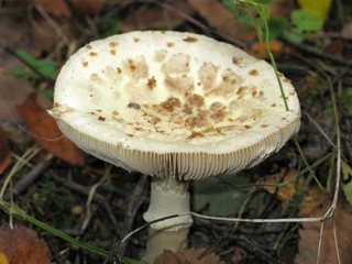 Mushroom