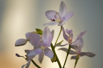 Fototapeta na wymiar purple orchid flower,white flower with blur red background.