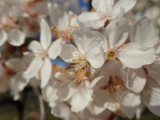 white blooming cherry tree in the spring
