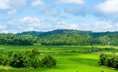 Fototapeta na wymiar paddy fields in khasi and jaintia Hills of Meghalaya