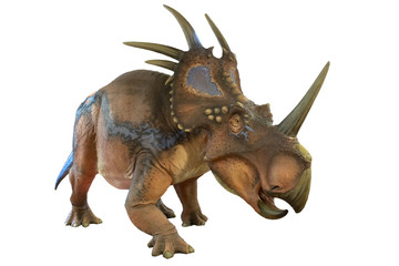 Portrait of styracosaurus isolated on white background.Styracosaurus is an herbivore dinosaur lived in cretaceous period