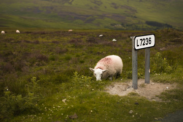 Irlandia © Natalia