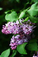purple lilac in the garden on a branch in the spring garden