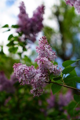 purple lilac in the garden on a branch in the spring garden