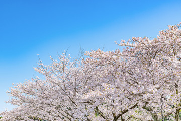 静岡県富士市　岩本山公園の桜