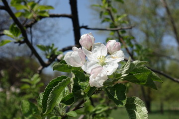 Almost opened flowers of apple tree against blue sky in April