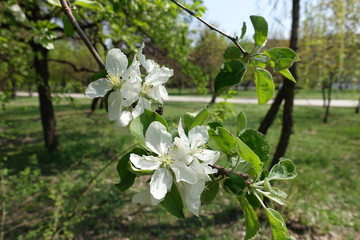 5 petaled white flowers of apple tree in April