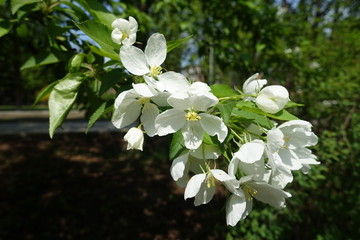 Blossom of apple tree in spring orchard