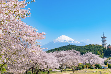 静岡県富士市岩本山公園の桜