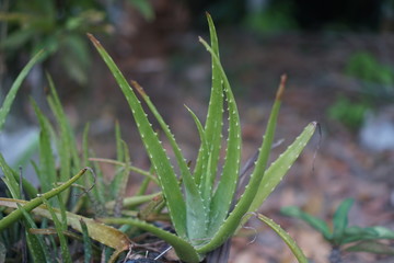 Aloe vera in a flower pot