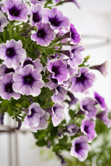 Bush of blooming petunia with lilac flowers.