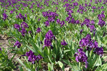 Lots of purple flowers of dwarf irises in April
