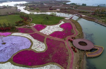 Zhiyinghua sea like colorful carpet, Baima Lake Tourist Resort, Huai'an City, Jiangsu Province, China