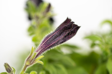 Unopened flower of almost black petunia. Macro.